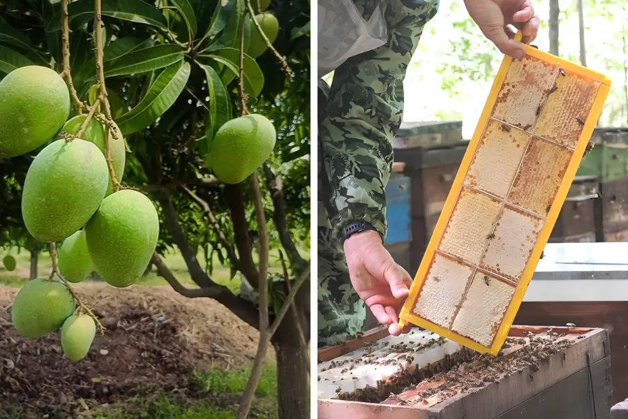 Tree and Honey Leasing